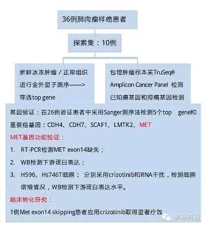 【JCO】MET exon14缺失突变可能为肺肉瘤样癌的潜在作用靶点