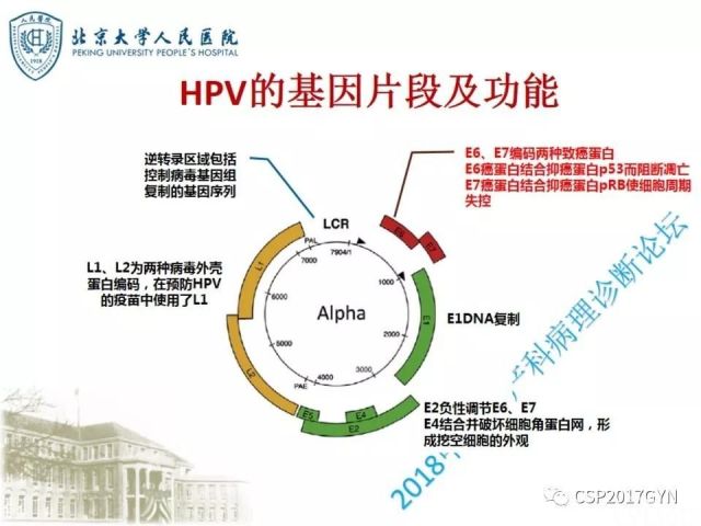宫颈鳞状上皮内病变病理诊断中问题