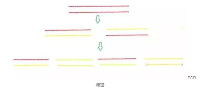读图 | qPCR那些奇奇怪怪的曲线都代表啥？