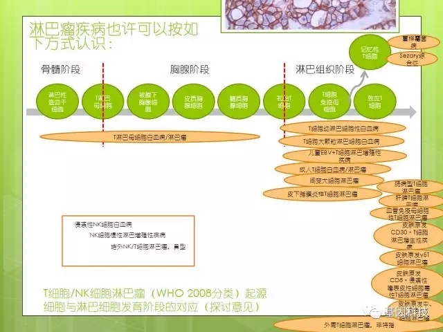 T细胞发育视角下的IHC分子