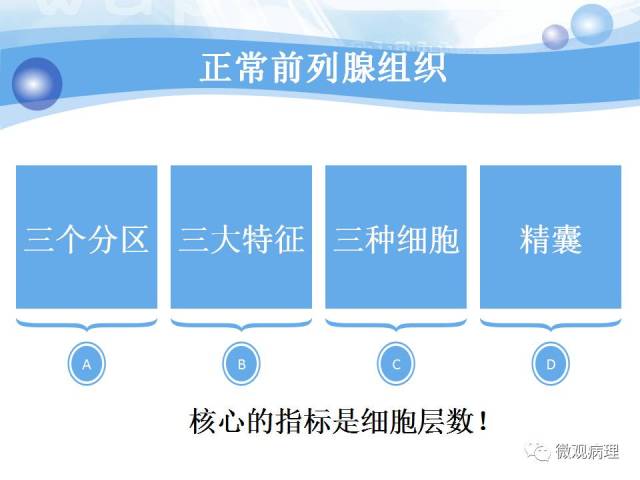 正常前列腺组织学