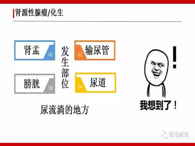 泌尿课程/尿路腺样病变的诊断要点