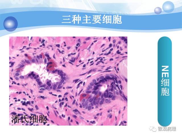 正常前列腺组织学