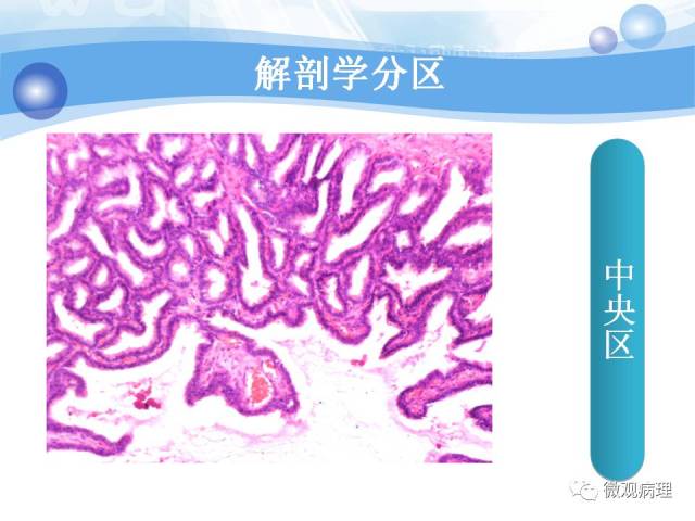 正常前列腺组织学