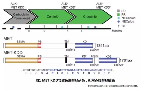 MET基因改变导致ALK二代药耐药后，克唑替尼有效！