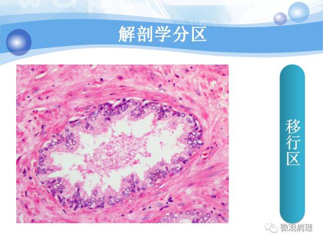 正常前列腺组织学