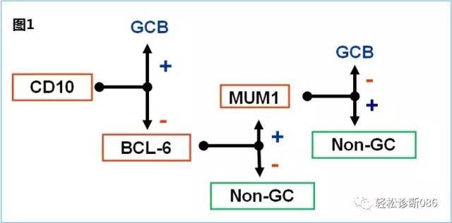侵袭性B细胞淋巴瘤——DLBCL（3）