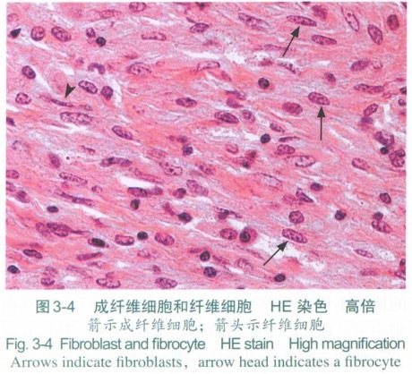 漫谈“成纤维细胞”