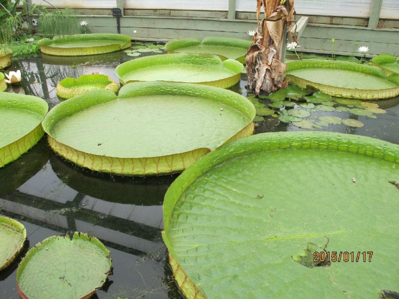 Blue Lotus Water Garden荷花展