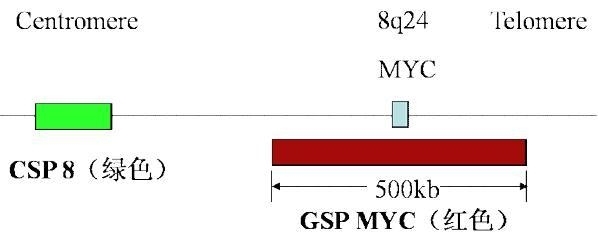 血液肿瘤FISH检测判读建议(四): 基因扩增